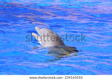 Dolphin peeking out of the water