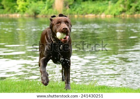 labrador with a tennis ball runs out of the river