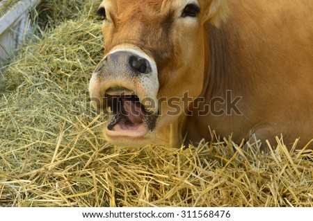 Cow opened her mouth