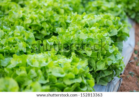 Green leafy vegetables used for salad