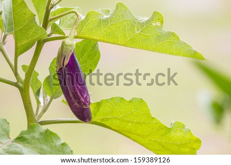Eggplant help excretory system.