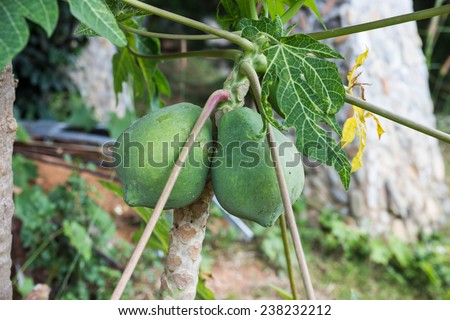 Papaya on the papaya tree in garden