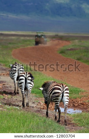 safari wildlife