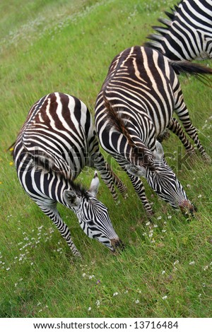 stock photo : zebras eating grass