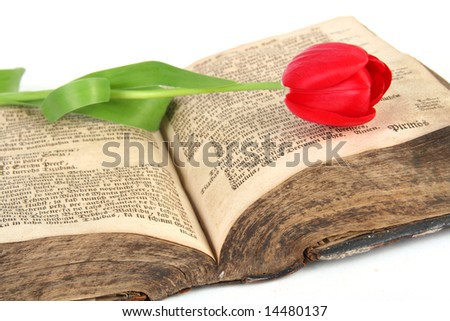 red tulip on vintage bible