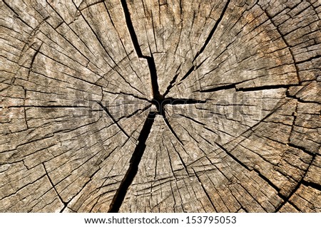 Rough textured wooden cut with tree rings and cracks