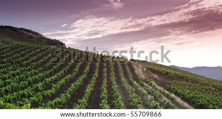 grapevine fields in sicily