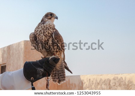 man holding his falcon before using it to hunt birds and rabbits on the desert.