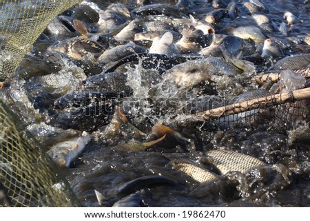 Catching of a carp, a silver carp, a white cupid, live fish in a pond Cyprinus carpio Linnaeus, Hypophthalmichthys molitrix, Ctenopharyngodon idella