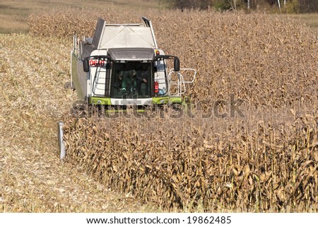 Combine harvesting a corn crop in the field