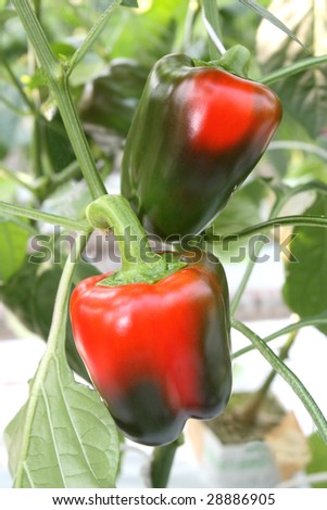 Green and red peppers growing in a garden