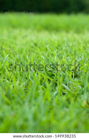 empty green grass filed