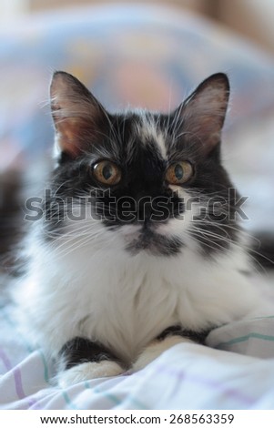 Siberian cat with big yellow eyes on a blanket