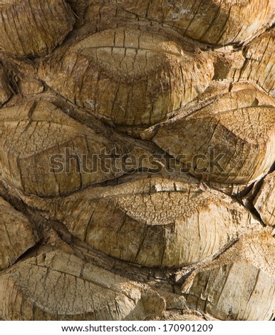 The bark of palm near the Red Sea in Egypt