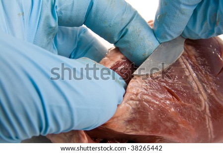 heart surgery, doctor or surgeon hand with latex gloves and organ isolated on white
