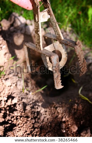 mole trap set to catch garden pest in hole. metal device for killing digging rodents