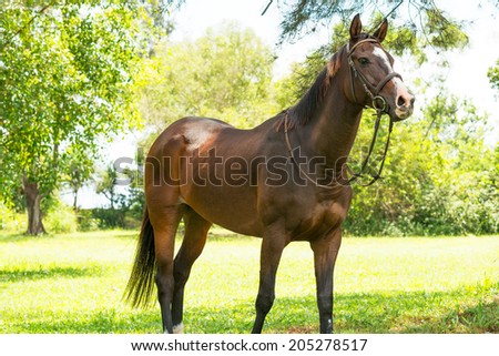 Standing horse in the forest