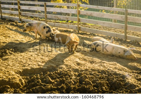 Young pigs resting on a field outside on a pig farm.Styria,Austria.