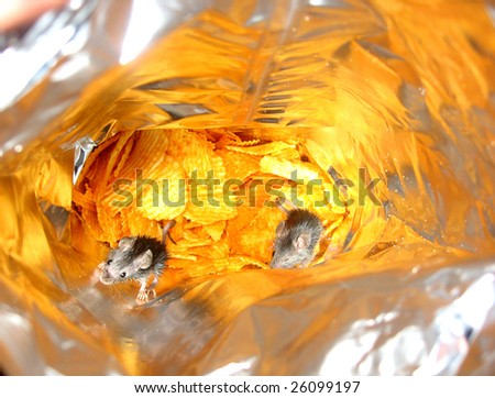 Little mice in packet of chips.