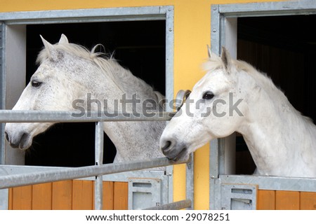 Portrait of two white horses.