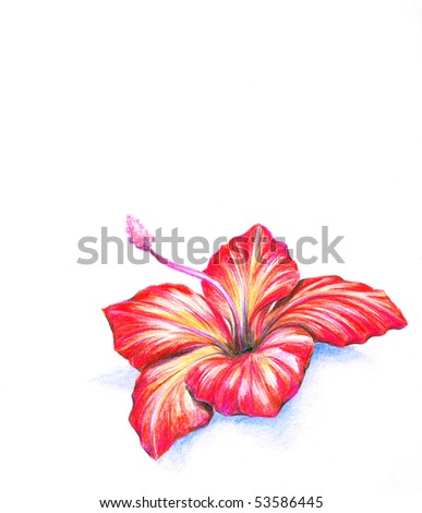 stock photo Red hibiscus flowerPicture I have created myself with colored 