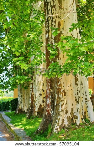 Sycamore trees in park in summer time