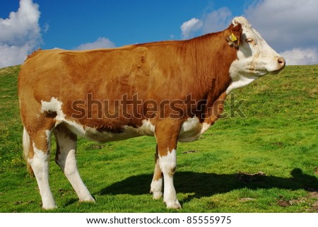 Cow in the field