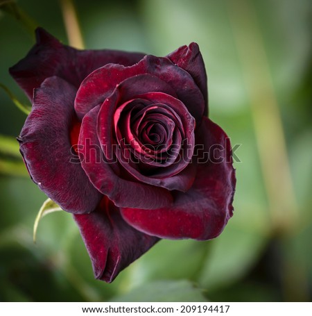 Closeup of dark red rose Black Baccara in garden