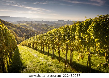 Styrian Tuscany Vineyard at summer  sunset, Austria