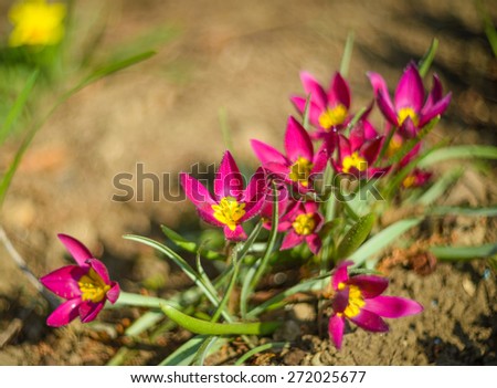 Close up of  wild tulips  \'T. pulchella Violacea\' in nature.Native to Iran and Turkey
