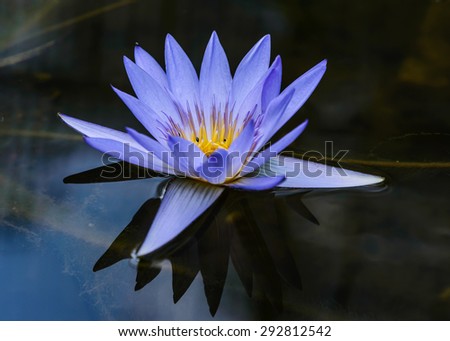 Close up of beautiful blue lotus flower in clear pond water.