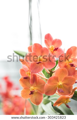 orange  violet orchids beautiful in garden