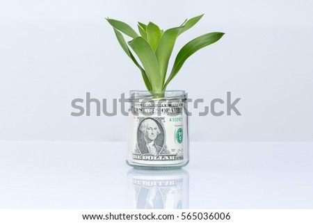 Money growing plant step with deposit  banknote   in bank concept