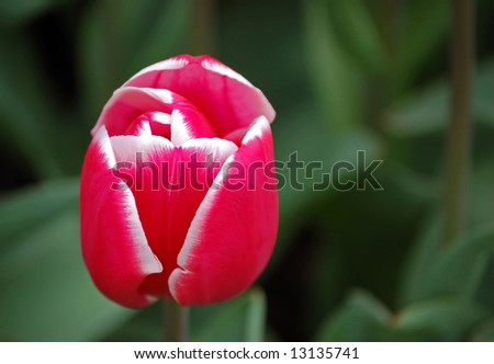 Red-white tulip bud against a green leaves background