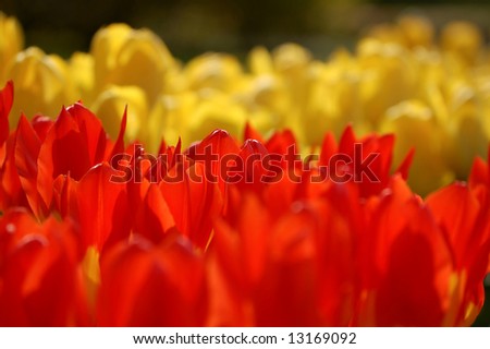 Beds of yellow and red tulips on a green background at sunset