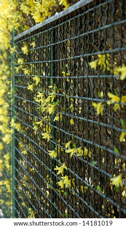 Wire fence overgrown with Forsythia flowers