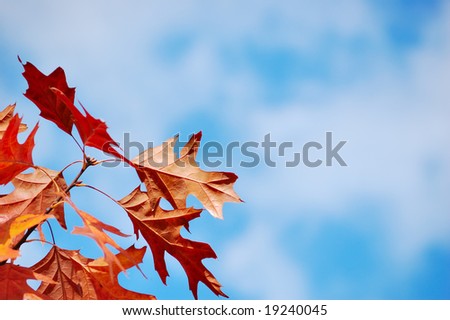 Oak branch with red leaves against a cloudy blue sky