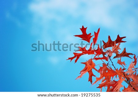 Oak branch with red leaves against a cloudy blue sky