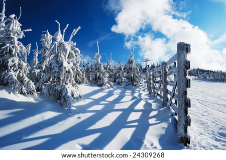Image of great winter day with snow-covered fir trees and rimy wooden fence