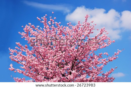 Blooming cherry tree against a cloudy blue sky
