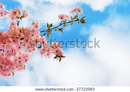 cherry tree branches. cherry tree branches