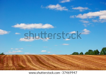 Empty field after finished harvesting under cloudy blue sky