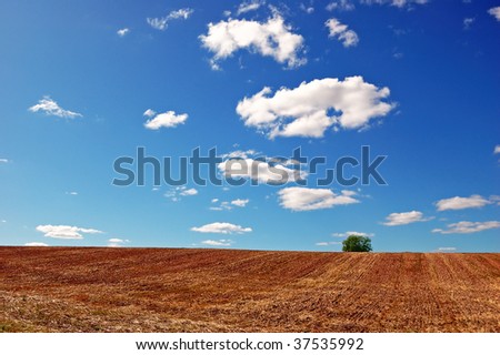 Empty field after finished harvesting with a single tree under cloudy blue sky