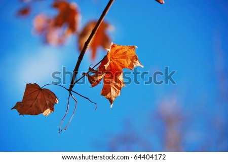 Oak branch with dry leaves lighted up by sun against a blue sky