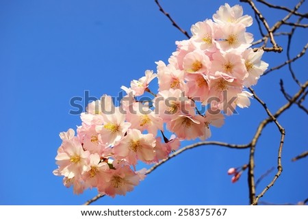 Flowering Japanese cherry tree branches against a clear blue sky