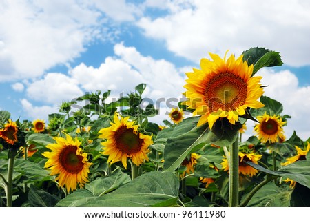 Field of sunflowers on a background of the cloudy blue sky