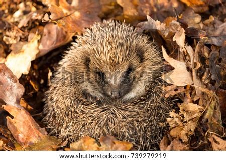 Wild, Native, European Hedgehog curled into a ball, facing forward and preparing for hibernation in golden brown Autumn Leaves, Latin Name: Erinaceous Europaeus