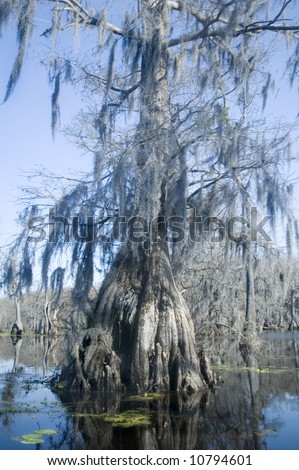 spanish moss hangs from cypress tree in swamp