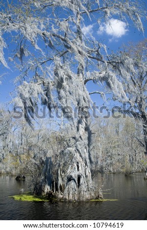spanish moss hangs from cypress tree in bayou