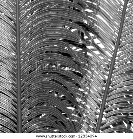 Palm Frond abstract Background Texture Black and White
